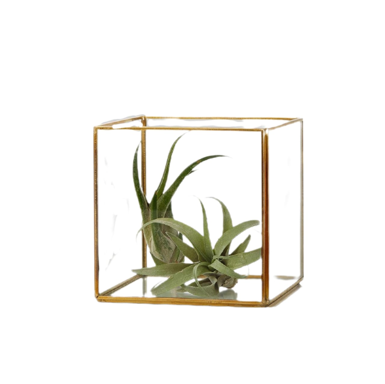 Glass Box – Excel Silk and Bridal